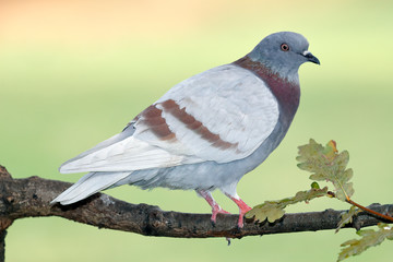 a wild pigeon (columba livia) perched on a branch