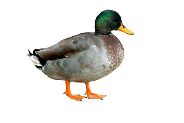 isolated on white background mallard duck (Anas platyrhynchos)
