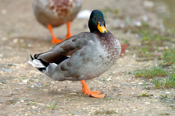 close-up of a mallard duck (Anas platyrhyncos)