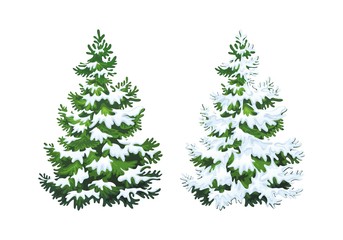 Realistic vector illustration of fir tree in snow on white background. Green fluffy pine, isolated on white background 1.1