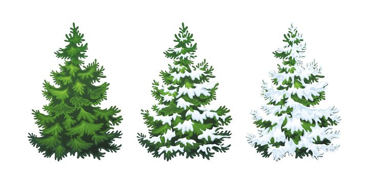 Realistic vector illustration of fir tree in snow on white background. Green fluffy pine, isolated on white background 1.2