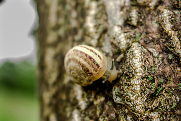 Улитка на коре дерева