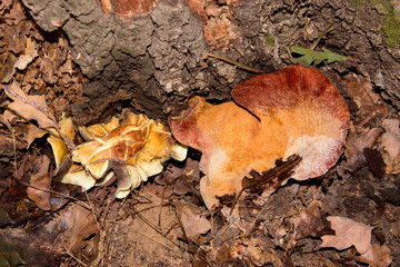 A beautiful, red, edible mushroom on a tree trunk. Delicious mushroom grows at the root of oak. Beautiful mushrooms for the encyclopedia of mushrooms.