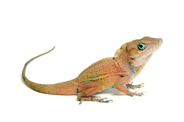 Dickkopfanolis (Audantia cybotes) - Large-headed anole 