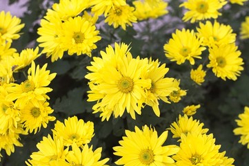 Yellow doronicum flowers (Pesaro, Italy, Europe)