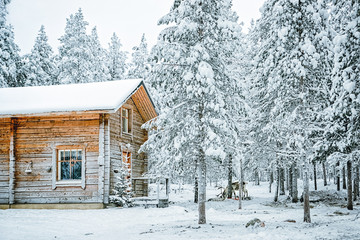 Reindeer in farm in Finland in Lapland in winter