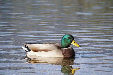 Fototapeta premium Colourful Mallard duck swims in the lake or river on reflection shadow under sunlight landscape.Birds and animals in wildlife.Beautiful wildlife shot of Male wild duck (Anas platyrhynchos).