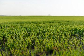 Obraz premium Green grass field