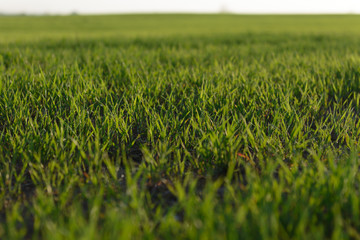 Green grass field