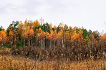 Fototapeta premium Beautiful autumn in the forest of yellow birches in Kaluga
