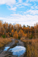 Fototapeta na wymiar Beautiful autumn at the forest of yellow birches in Kaluga