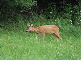 Rehbock am Waldrand - Roebuck at the forest edge