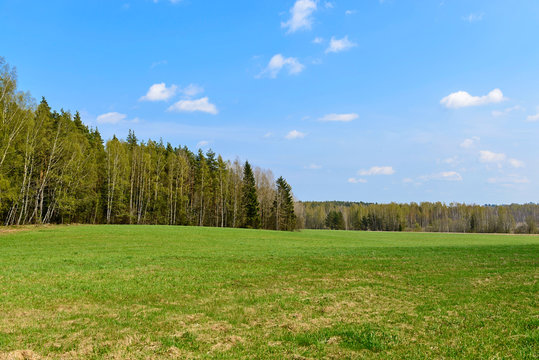 Forest and medow landscape