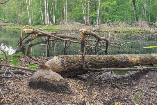 traces of life of beavers in the Oka nature reserve. Ryazan region. Russia