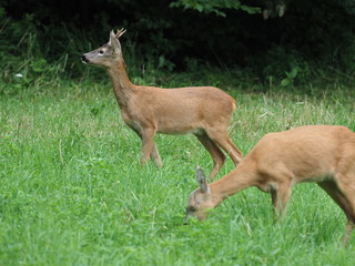 Rehbock und Schmalreh - Roebuck and wife