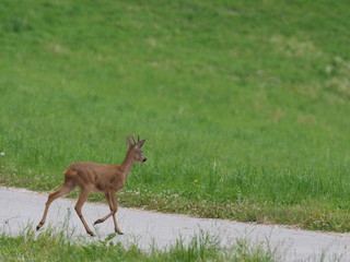 Reh überquert Straße - Deer crosses road