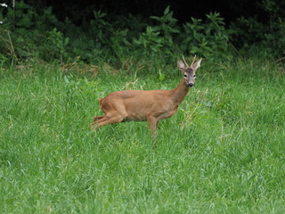 Rehbock am Waldrand - Roebuck at the forest edge