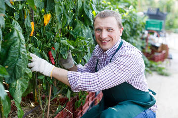 Man gardener attentively working with harvest of  peppers