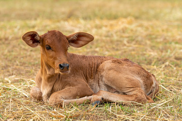 A very young male calf sitting on the grass © phichak