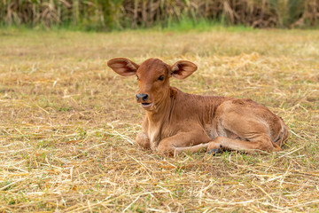 Naklejka na ściany i meble A very young male calf sitting on the grass