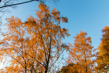 Bäume im Herbstlaub in ländlicher Gegend von Hamburg