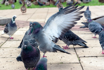 Group of gray pigeons in a city park.