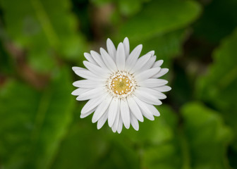 Fototapeta premium White Flower