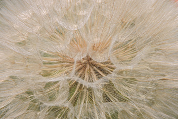 Fototapeta na wymiar Inside of a dandelion