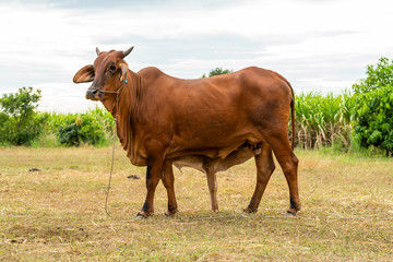 A young male calf sniffing his mom's udder