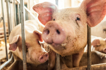 Young pig muzzle coming out of the cage