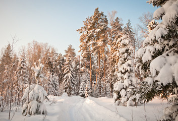 trees in winter