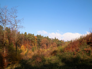 Fototapeta premium Beautiful Polish golden autumn.