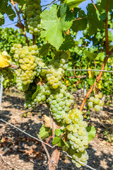 helle weiße Trauben, Beeren und Blätter an der Weinrebe, Nahaufnahme