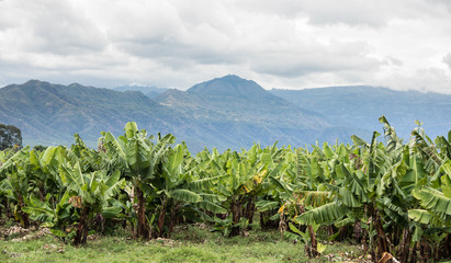 Banana plantation in southern Ethiopia near Arba Minch.