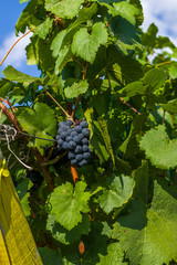 Weinrebe mit roten Trauben und Beeren und grünen Weinblättern in Nahaufnahme und blauem Himmel