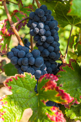 Weinrebe mit großen roten Trauben und Beeren und bunten Weinblättern in Nahaufnahme