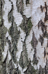 Birkenrinde texture