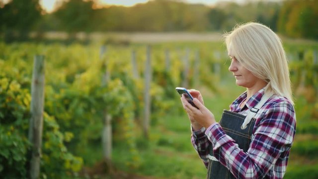 A woman farmer uses a smartphone on the background of his vineyard. Small business owner. Side view