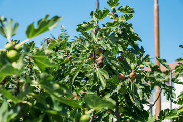 Close-up of tree figs - the fruits of the gods. Mature and rich in vitamins and minerals fruits.
