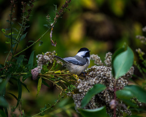 chickadee sitting on branch