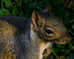 squirrel with reflective eye
