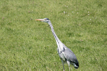 Grey heron in Marken
