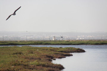 Gaviota en vuelo