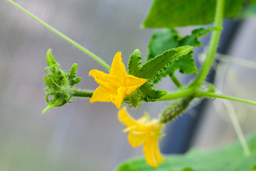Cucumber and flowers growing on vines