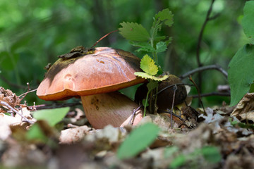 Boletus erythropus