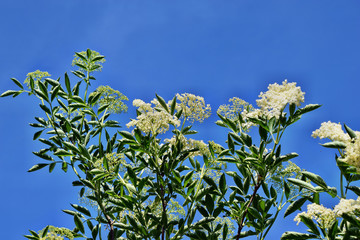 Blooming elderflower (Sambucus nigra)
