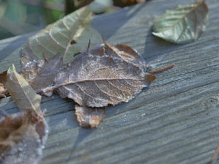 frost covered autumn leaves