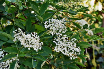 Fresh elderflower (Sambucus nigra)