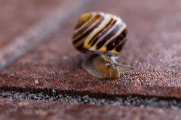 Schnecke