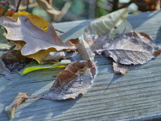 frost covered autumn leaves